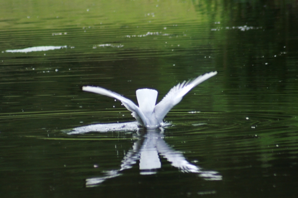 Fountains Abbey birds